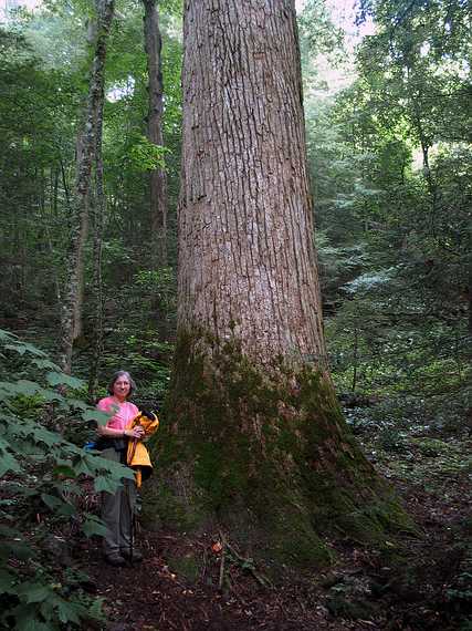 June 18, 2003 - Great Smoky Mountains National Park, Tennessee.<br />On the Laurel Falls trail (past the falls).<br />Joyce next to the biggest old growth tree we saw (a tulip tree/yellow poplar, 74" in diameter).