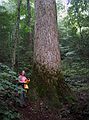 June 18, 2003 - Great Smoky Mountains National Park, Tennessee.<br />On the Laurel Falls trail (past the falls).<br />Joyce next to the biggest old growth tree we saw (a tulip tree/yellow poplar, 74" in diameter).
