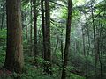 June 18, 2003 - Great Smoky Mountains National Park, Tennessee.<br />On the Laurel Falls trail (past the falls).<br />Old growth forest.