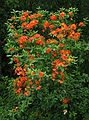 June 19, 2003 - Blue Ridge Parkway between Cherokee and Asheville, North Carolina.<br />Mile High overlook: flame azalea.