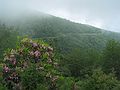 June 19, 2003 - Blue Ridge Parkway between Cherokee and Asheville, North Carolina.<br />Waterrock Knob Visitor Center (at mile 451.2): view from parking lot NE.<br />Rhododendron in the foreground and the parkway heading NE in the background.