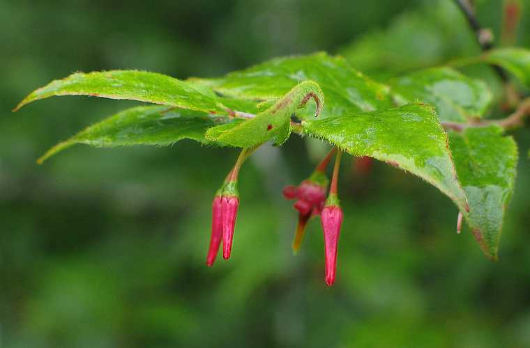 June 19, 2003 - Blue Ridge Parkway between Cherokee and Asheville, North Carolina.<br />Waterrock Visitor Center (at mile 451.2).<br />Unidentified flower about an inch in length.