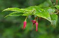 June 19, 2003 - Blue Ridge Parkway between Cherokee and Asheville, North Carolina.<br />Waterrock Visitor Center (at mile 451.2).<br />Unidentified flower about an inch in length.