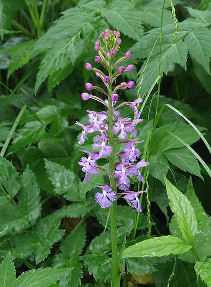 June 19, 2003 - Blue Ridge Parkway between Cherokee and Asheville, North Carolina.<br />Waterrock Visitor Center (at mile 451.2).<br />Purple fringed orchis.