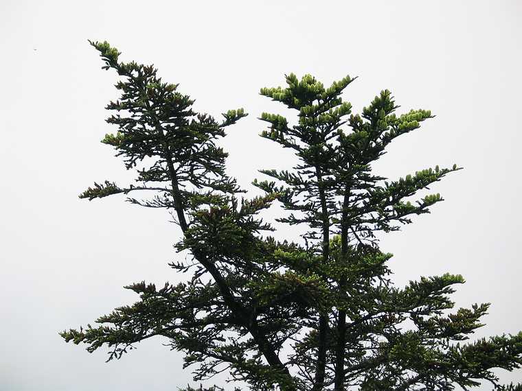 June 19, 2003 - Blue Ridge Parkway between Cherokee and Asheville, North Carolina.<br />Waterrock Visitor Center (at mile 451.2).<br />Fraser fir (note cones growing upward) atop Waterrock Knob.
