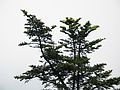 June 19, 2003 - Blue Ridge Parkway between Cherokee and Asheville, North Carolina.<br />Waterrock Visitor Center (at mile 451.2).<br />Fraser fir (note cones growing upward) atop Waterrock Knob.