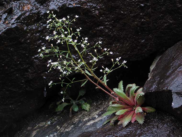 June 19, 2003 - Blue Ridge Parkway between Cherokee and Asheville, North Carolina.<br />Wolf Mountain overlook at 5500 feet.<br />Saxifrage.
