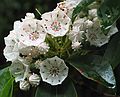 June 19, 2003 - Blue Ridge Parkway between Cherokee and Asheville, North Carolina.<br />Graveyard Fields overlook and walk to waterfalls.<br />Mountain laurel.