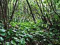 June 19, 2003 - Blue Ridge Parkway between Cherokee and Asheville, North Carolina.<br />Graveyard Fields overlook and walk to waterfalls.<br />Galax.