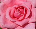 June 20, 2003 - Biltmore Estate, Asheville, North Carolina.<br />Rose in the walled garden.