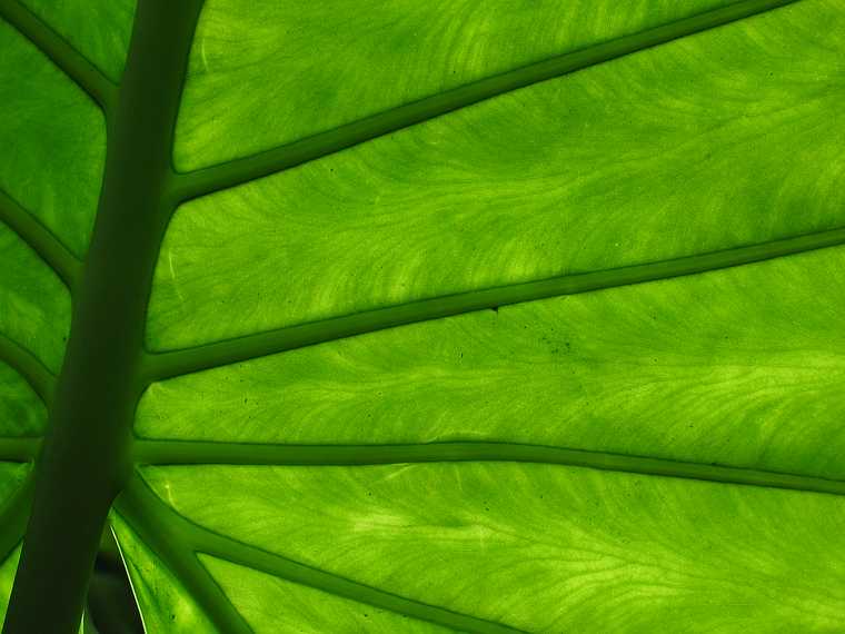 June 20, 2003 - Biltmore Estate, Asheville, North Carolina.<br />Big leaf detail in the conservatory.