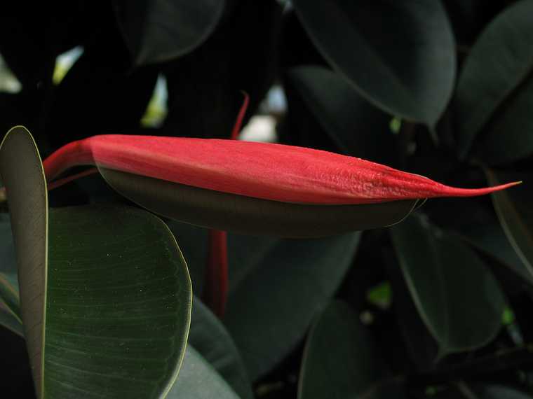 June 20, 2003 - Biltmore Estate, Asheville, North Carolina.<br />In the conservatory.