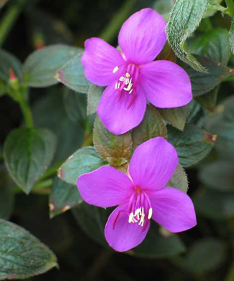 June 20, 2003 - Biltmore Estate, Asheville, North Carolina.<br />In the conservatory.