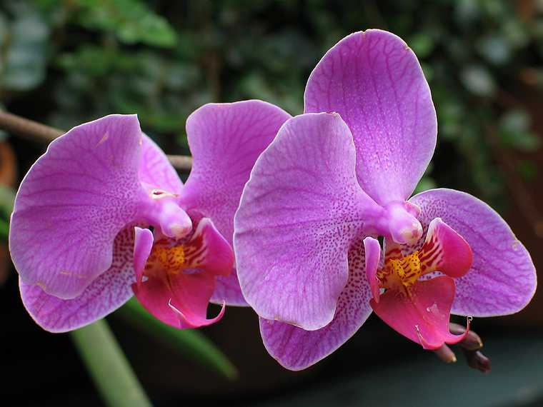 June 20, 2003 - Biltmore Estate, Asheville, North Carolina.<br />Orchids in the conservatory.