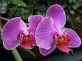 June 20, 2003 - Biltmore Estate, Asheville, North Carolina.<br />Orchids in the conservatory.