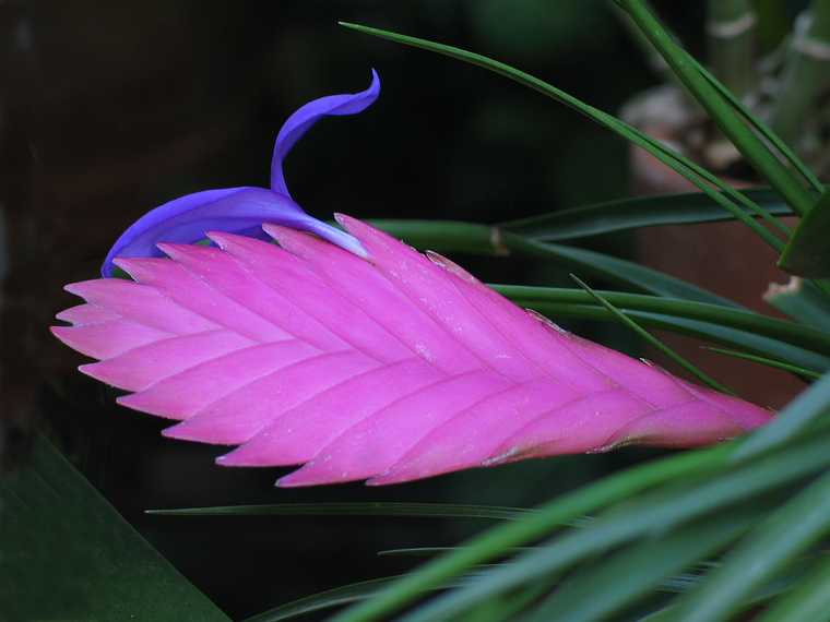 June 20, 2003 - Biltmore Estate, Asheville, North Carolina.<br />In the conservatory.