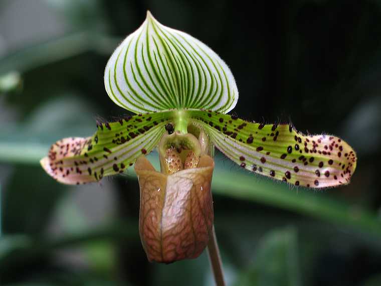 June 20, 2003 - Biltmore Estate, Asheville, North Carolina.<br />Lady slipper in the conservatory.