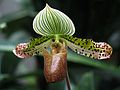 June 20, 2003 - Biltmore Estate, Asheville, North Carolina.<br />Lady slipper in the conservatory.