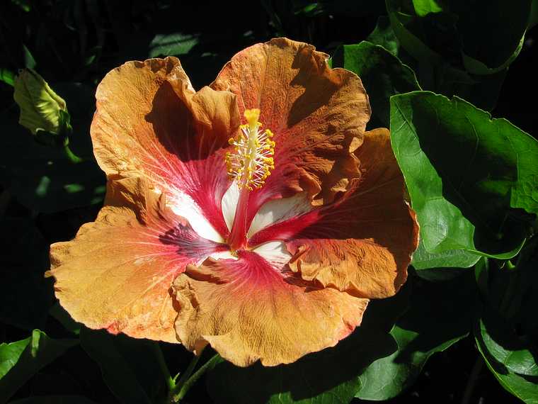 June 20, 2003 - Biltmore Estate, Asheville, North Carolina.<br />Hibiscus in the conservatory.