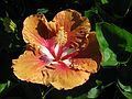 June 20, 2003 - Biltmore Estate, Asheville, North Carolina.<br />Hibiscus in the conservatory.