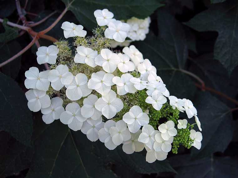 June 20, 2003 - Biltmore Estate, Asheville, North Carolina.<br />Hydrangea.