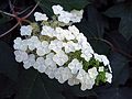 June 20, 2003 - Biltmore Estate, Asheville, North Carolina.<br />Hydrangea.