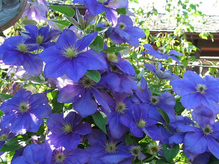 June 20, 2003 - Biltmore Estate, Asheville, North Carolina.<br />Clematis at the winery.