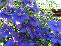 June 20, 2003 - Biltmore Estate, Asheville, North Carolina.<br />Clematis at the winery.