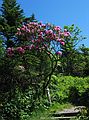 June 22, 2003 - Mount Mitchell State Park, North Carolina.<br />Rhododendron at a camp site about 1 mile short of the peak.