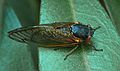June 23, 2003 - Blue Ridge Parkway, North Carolina.<br />On the 2 mile Gully Creek Trail at Cumberland Knob (mile 217.5).<br />A cicada.