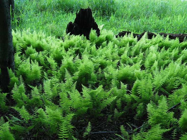 June 23, 2003 - Blue Ridge Parkway, Virginia.<br />Peaks of Otter area (mile 86).<br />Fern along walk around Abbott Lake.