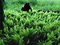 June 23, 2003 - Blue Ridge Parkway, Virginia.<br />Peaks of Otter area (mile 86).<br />Fern along walk around Abbott Lake.