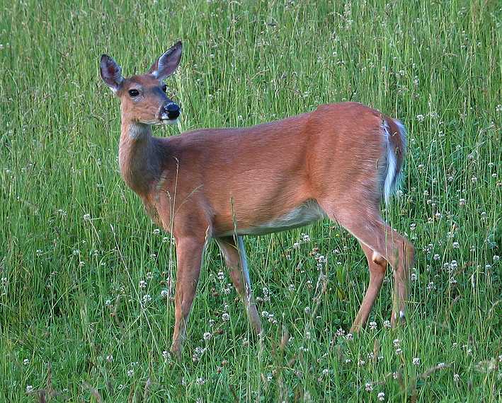 June 23, 2003 - Blue Ridge Parkway, Virginia.<br />Peaks of Otter area (mile 86).<br />Deer across parking lot from lodge.