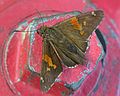 June 24, 2003 - Blue Ridge Parkway, Virginia.<br />A moth on a fire hydrant.