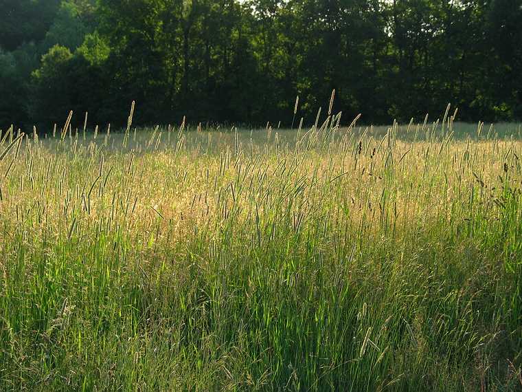 July 2, 2003 - Maudslay State Park, Newburyport, Massachusetts.