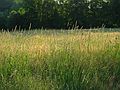 July 2, 2003 - Maudslay State Park, Newburyport, Massachusetts.