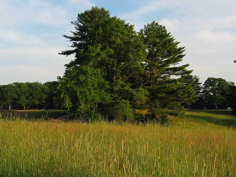 July 2, 2003 - Maudslay State Park, Newburyport, Massachusetts.