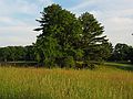 July 2, 2003 - Maudslay State Park, Newburyport, Massachusetts.