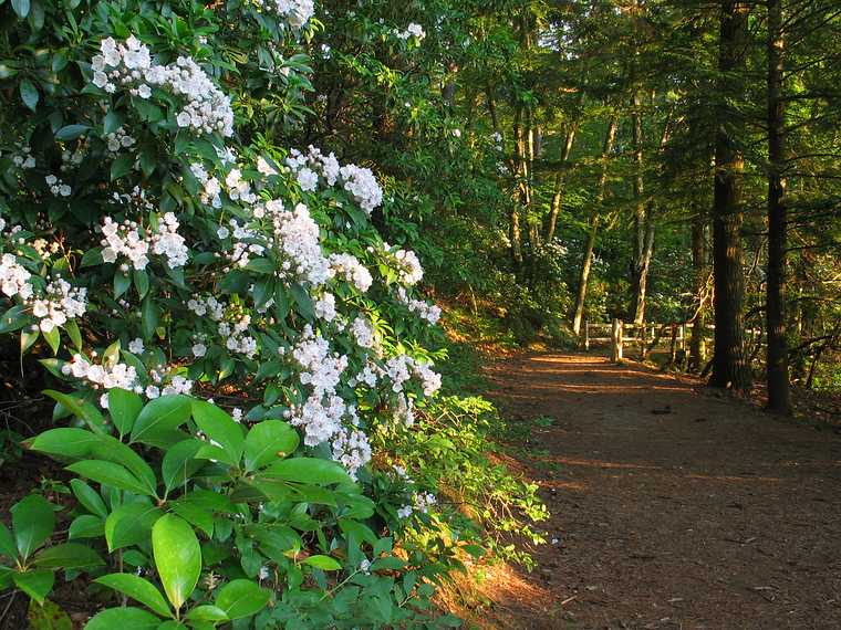 July 2, 2003 - Maudslay State Park, Newburyport, Massachusetts.<br />Mountain laurel on trail along the Merrimack River.