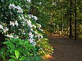 July 2, 2003 - Maudslay State Park, Newburyport, Massachusetts.<br />Mountain laurel on trail along the Merrimack River.