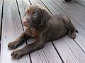 July 19, 2003 - South Hampton, New Hampshire.<br />Marissa's birthday celebration.<br />The new chocolate labrador, one of Marissa's presents.