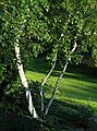 July 19, 2003 - South Hampton, New Hampshire.<br />Marissa's birthday celebration.<br />A birch.