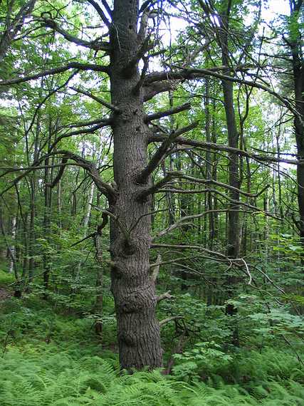 July 20, 2003 - Miller State Park, New Hampshire.<br />Along trail to Pack Monadnock.