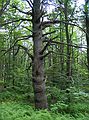 July 20, 2003 - Miller State Park, New Hampshire.<br />Along trail to Pack Monadnock.