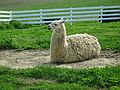 July 26, 2003 - Newbury, Massachusetts.<br />A llama at Tendercrop Farm on Route 1A.