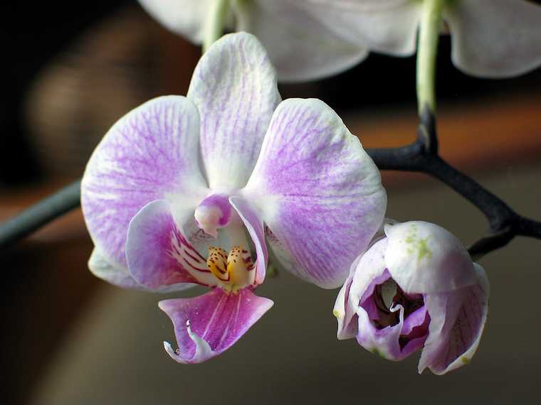 July 28, 2003 - Manchester by the Sea.<br />Edite's and Uldis' names day celebration.<br />An orchid.