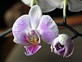 July 28, 2003 - Manchester by the Sea.<br />Edite's and Uldis' names day celebration.<br />An orchid.