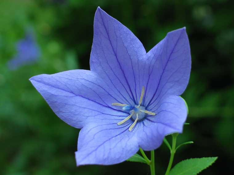 July 30, 2003 - 19 Woodland Street, Merrimac, Massachusetts.<br />A purplish flower that came out blue in the photo.