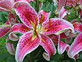 July 30, 2003 - 19 Woodland Street, Merrimac, Massachusetts.<br />An Asiatic lily.