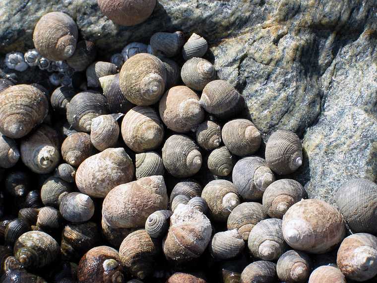 July 30, 2003 - Plum Island, Massachusetts.<br />Among the rocks at Sandy Point State Reservation.